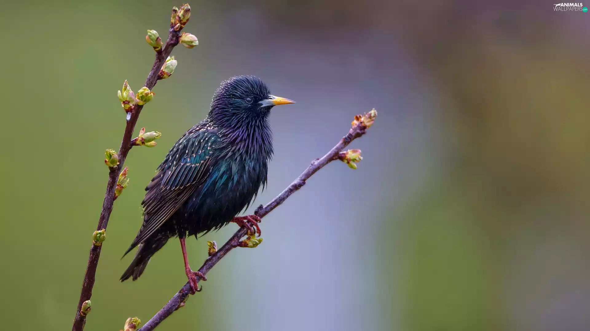 Bird, twig, blurry background, Common Starling