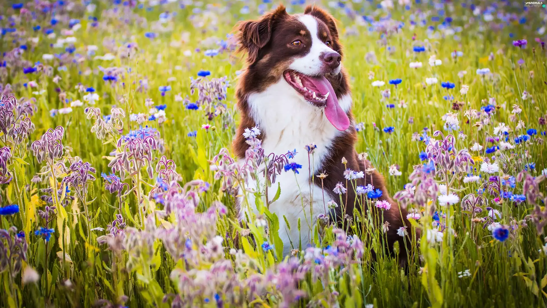 fuzzy, background, Tounge, Meadow, dog