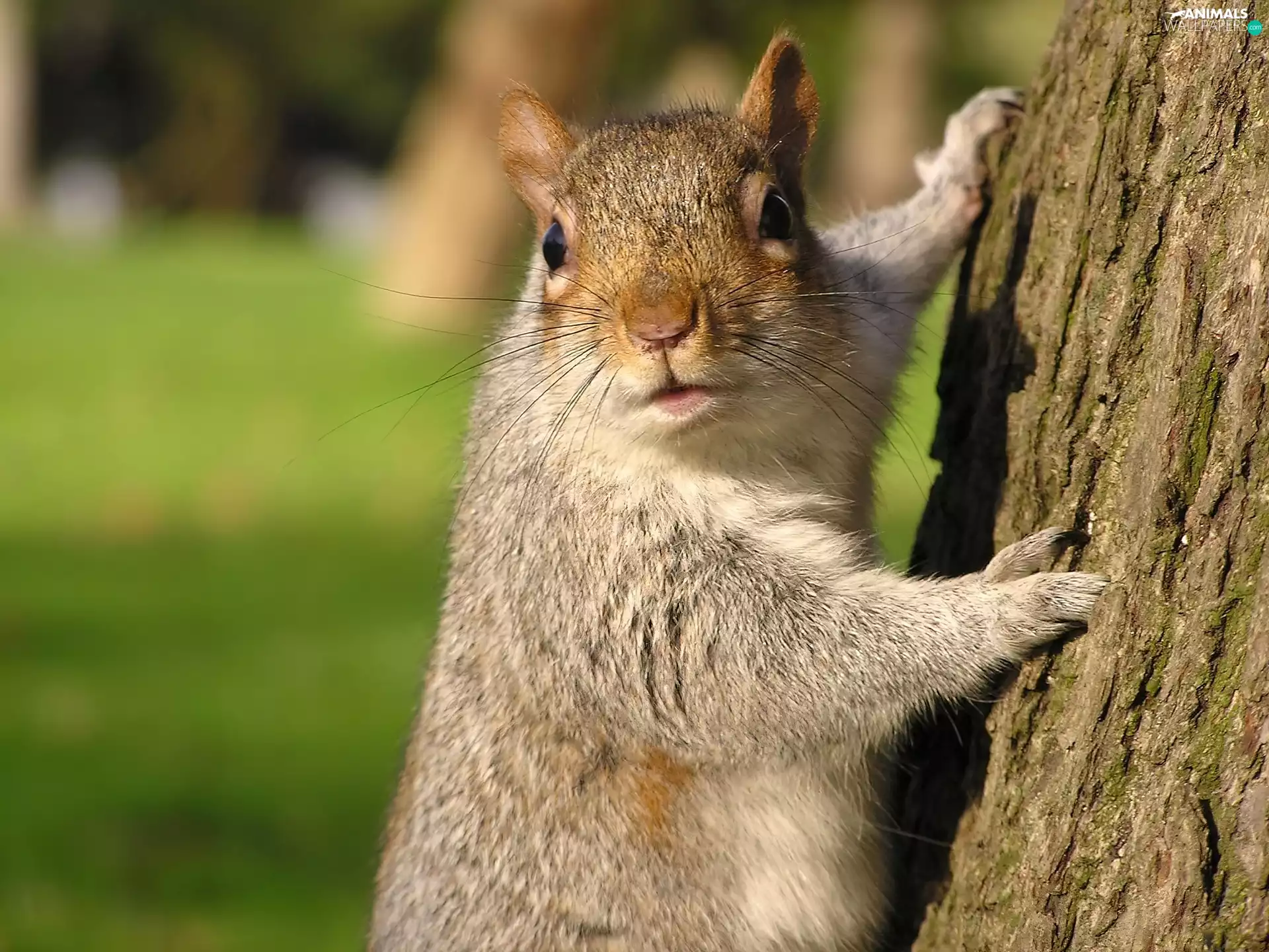 background, squirrel, trees