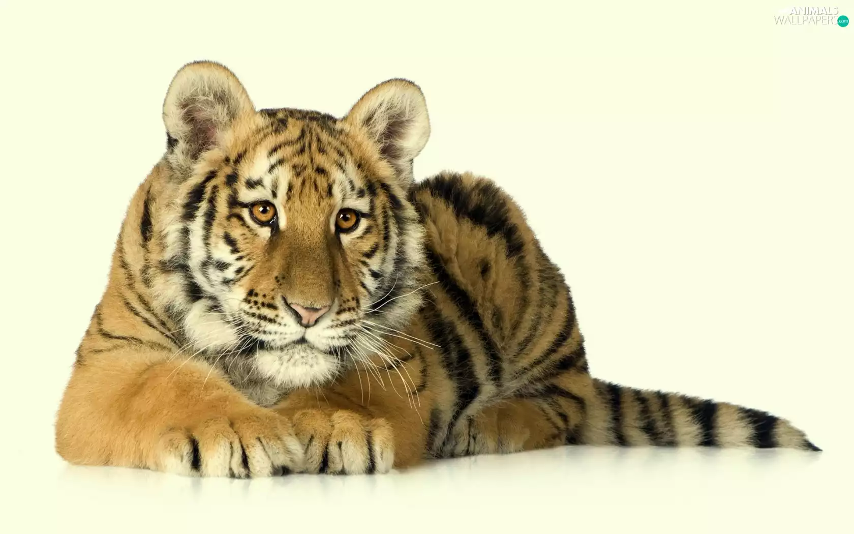 background, tiger, White