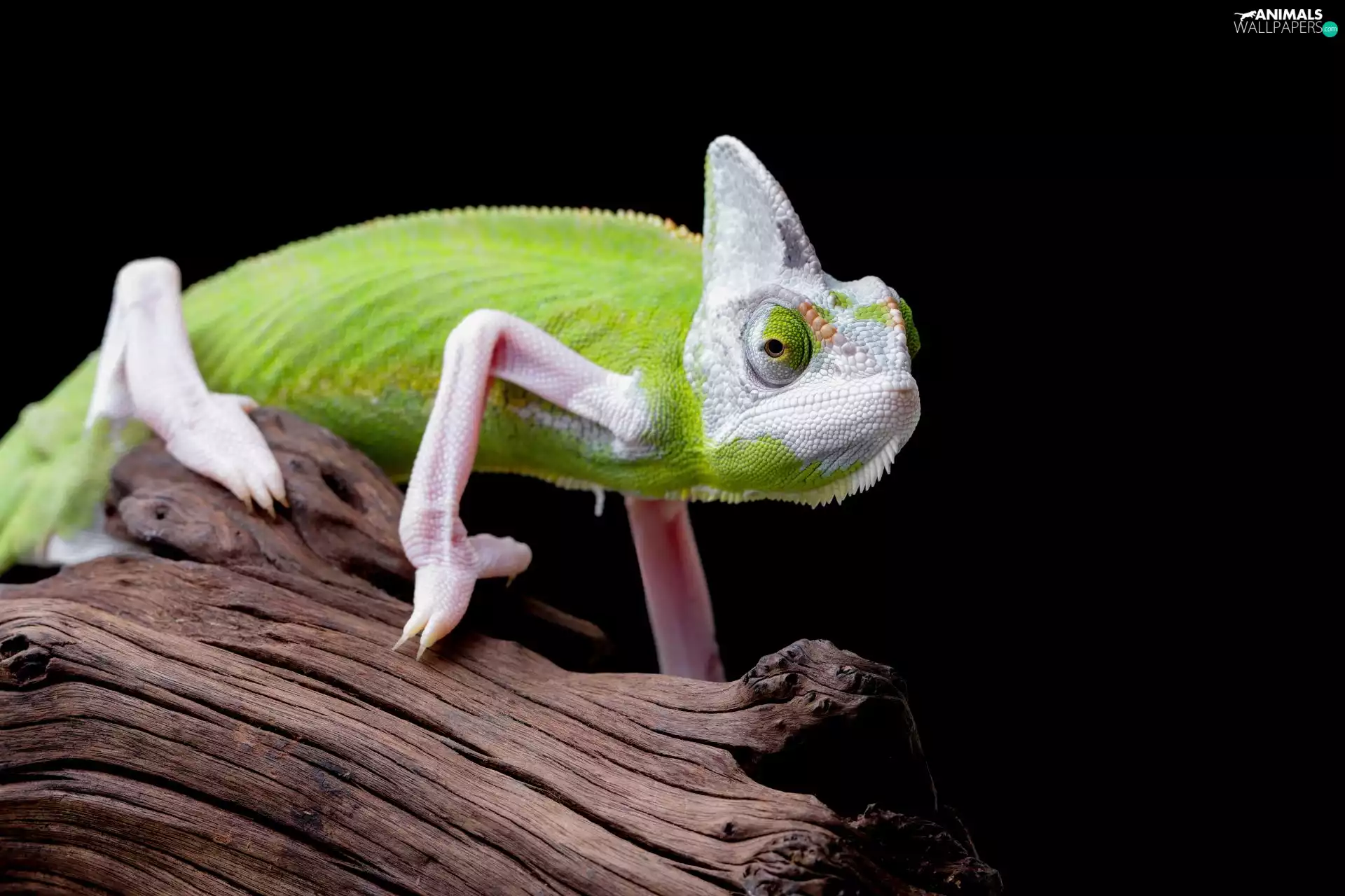 Black, background, Wood, rapprochement, Cameleon
