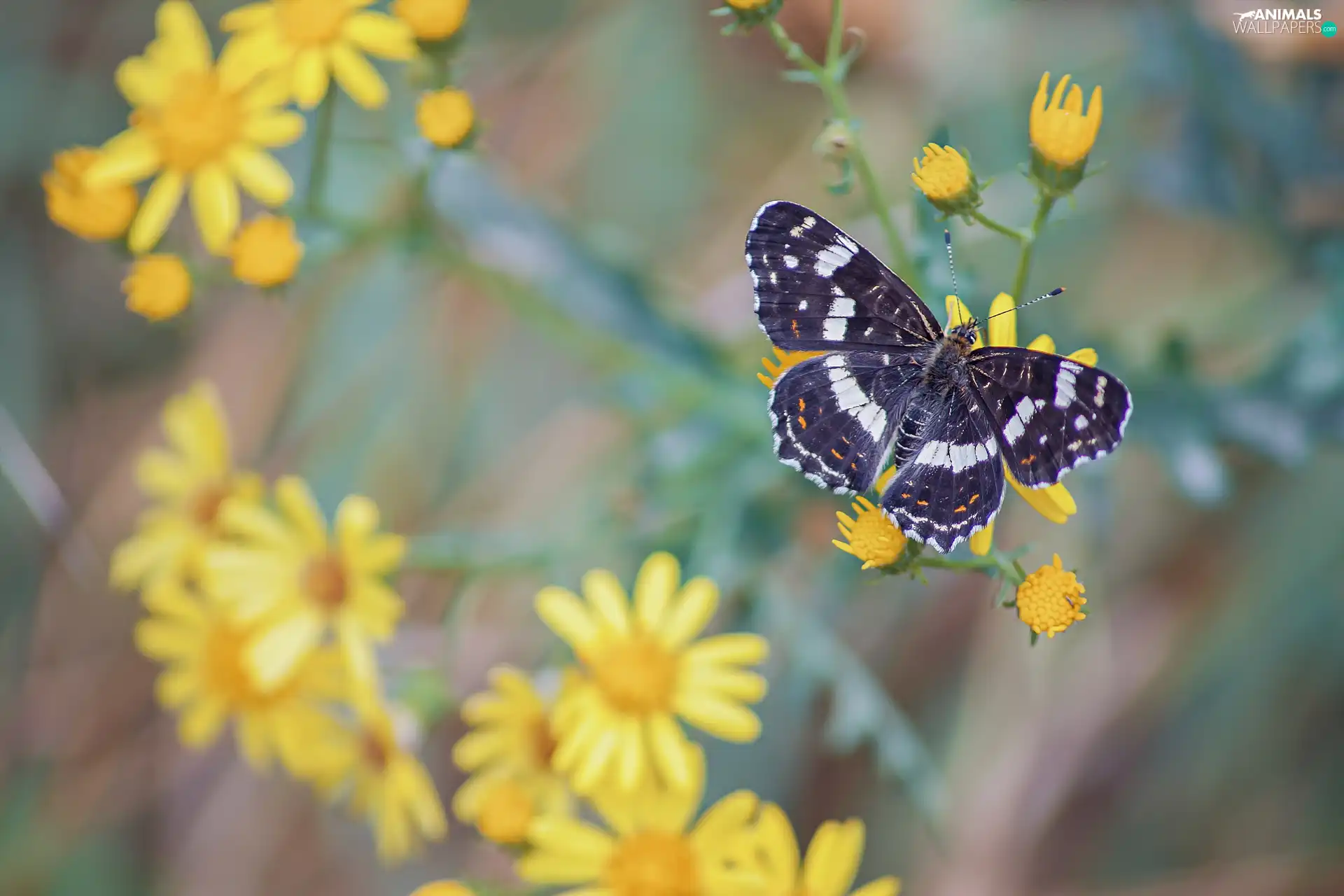 fuzzy, background, Yellow, Flowers, butterfly