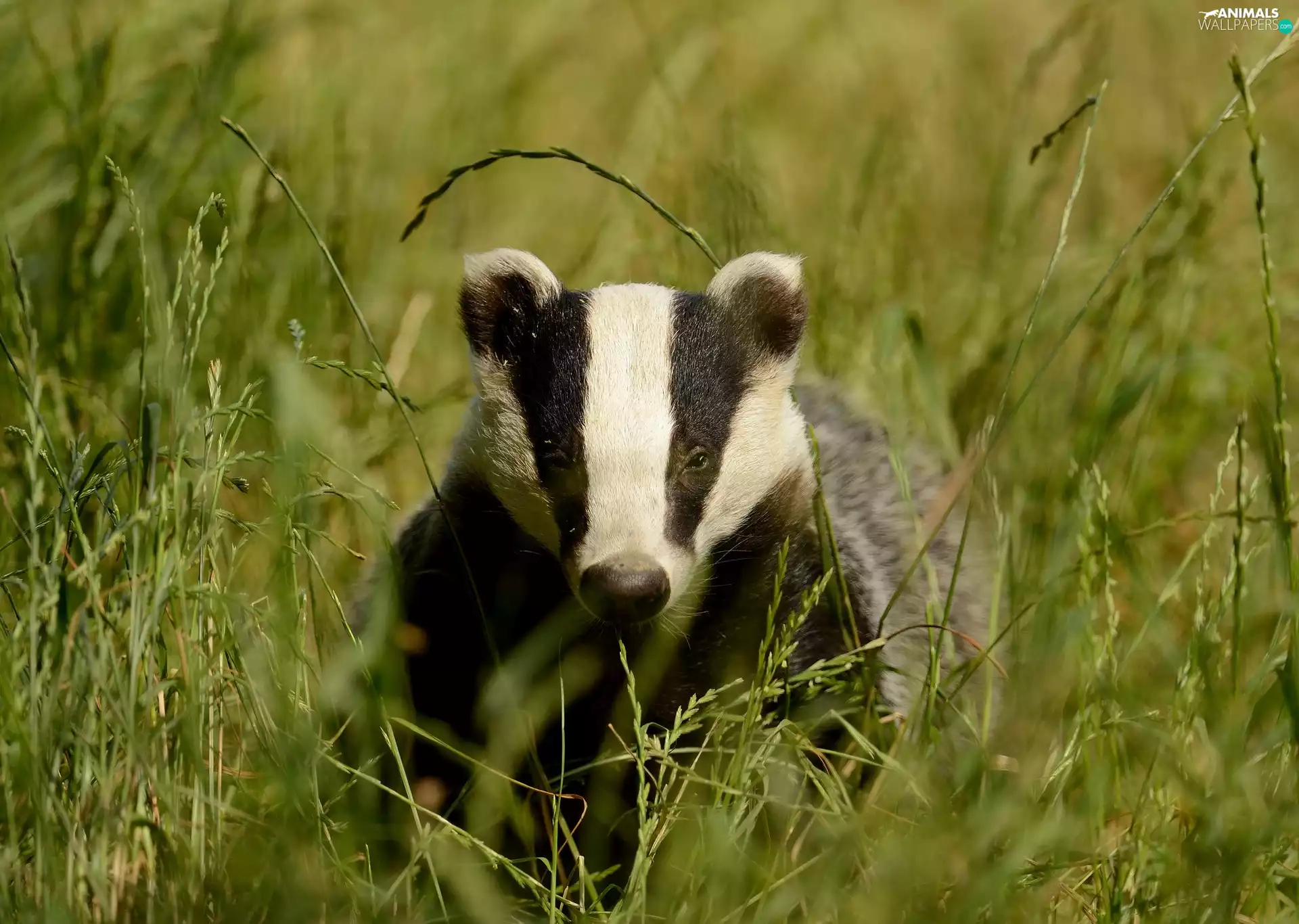 Badger, grass