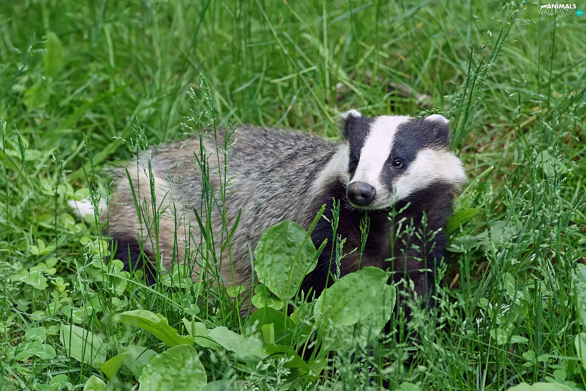 Badger, grass