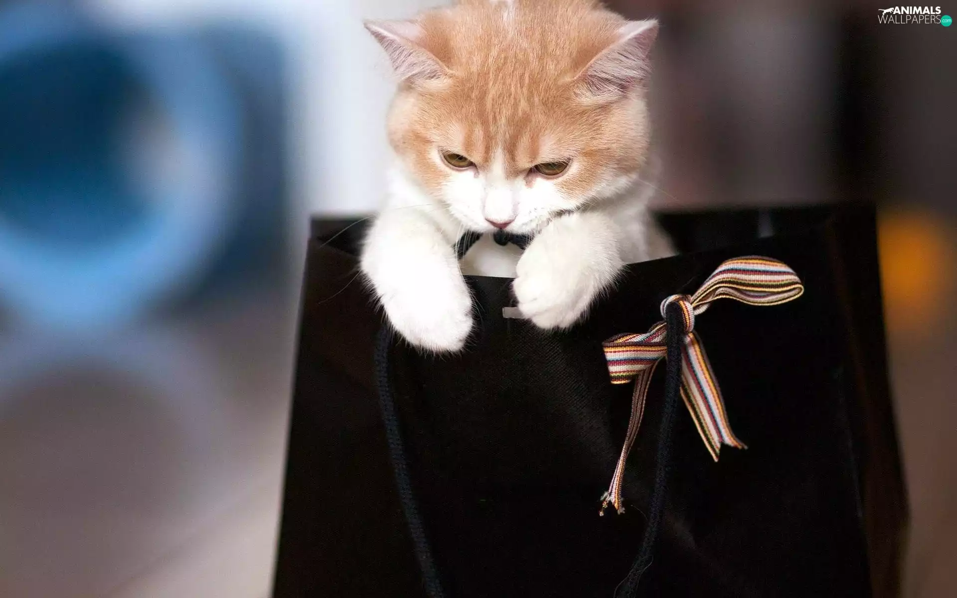 bag, small, kitten