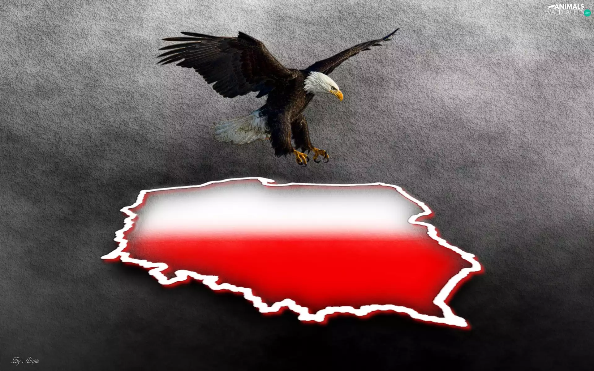 Purlieus, graphics, American Bald Eagle, Poland, eagle