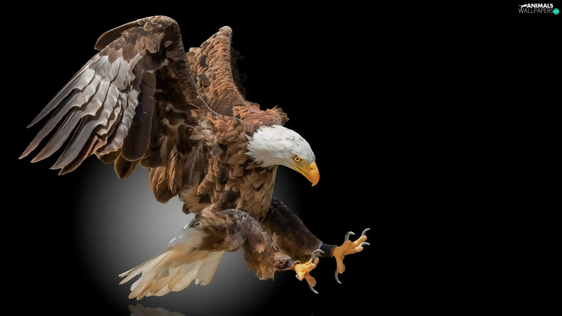 spread, wings, American Bald Eagle, flight, Bird
