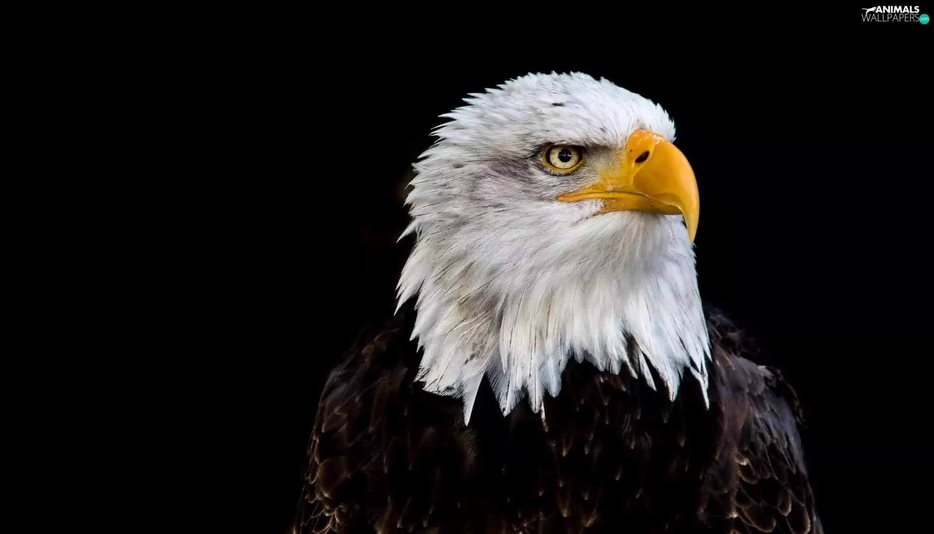 American Bald Eagle, black background
