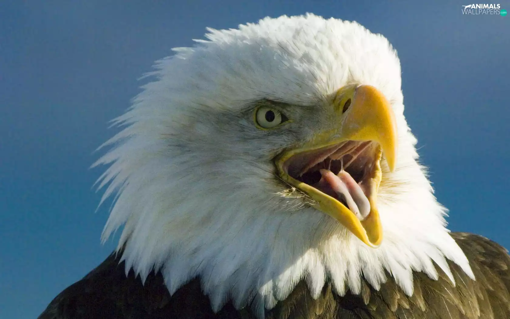 American Bald Eagle, open, nose