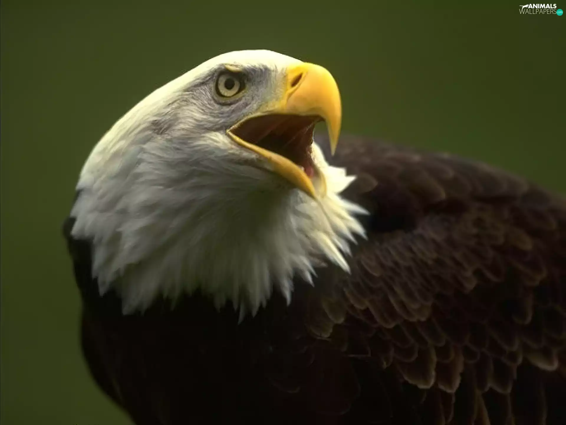 American Bald Eagle, open, nose