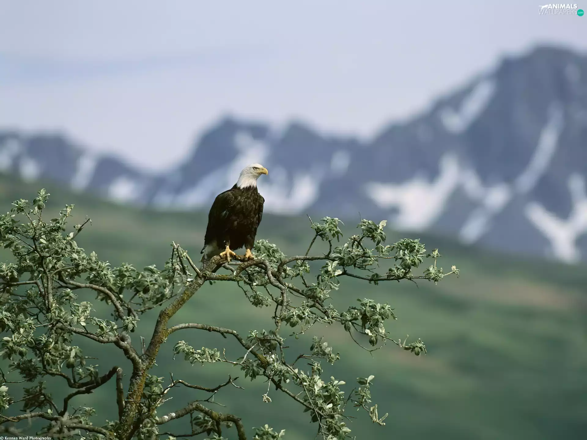American Bald Eagle, branch pics