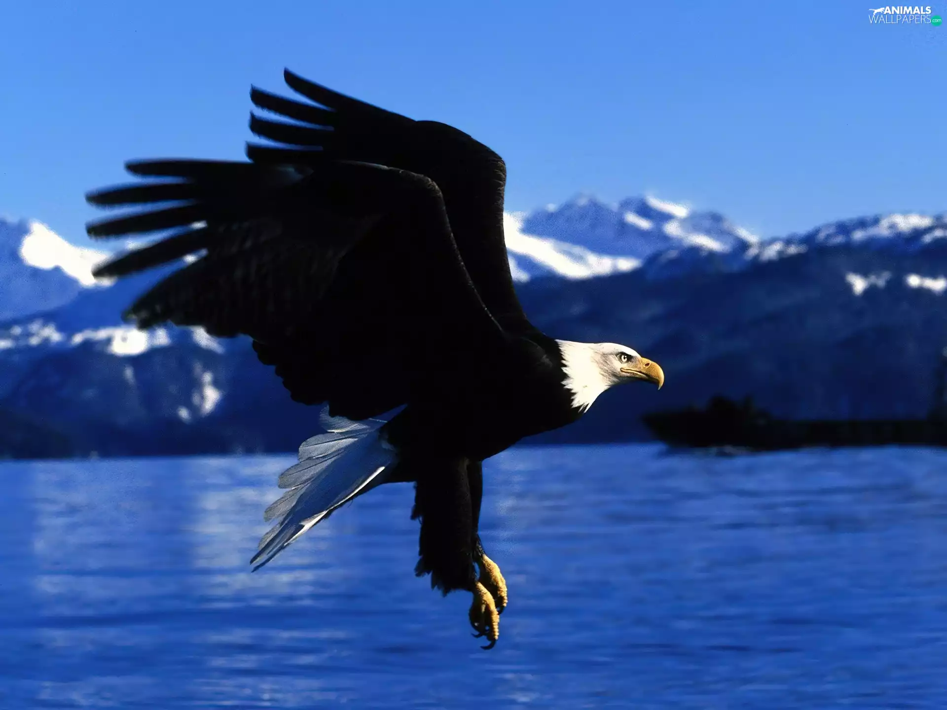American Bald Eagle, Black, wings