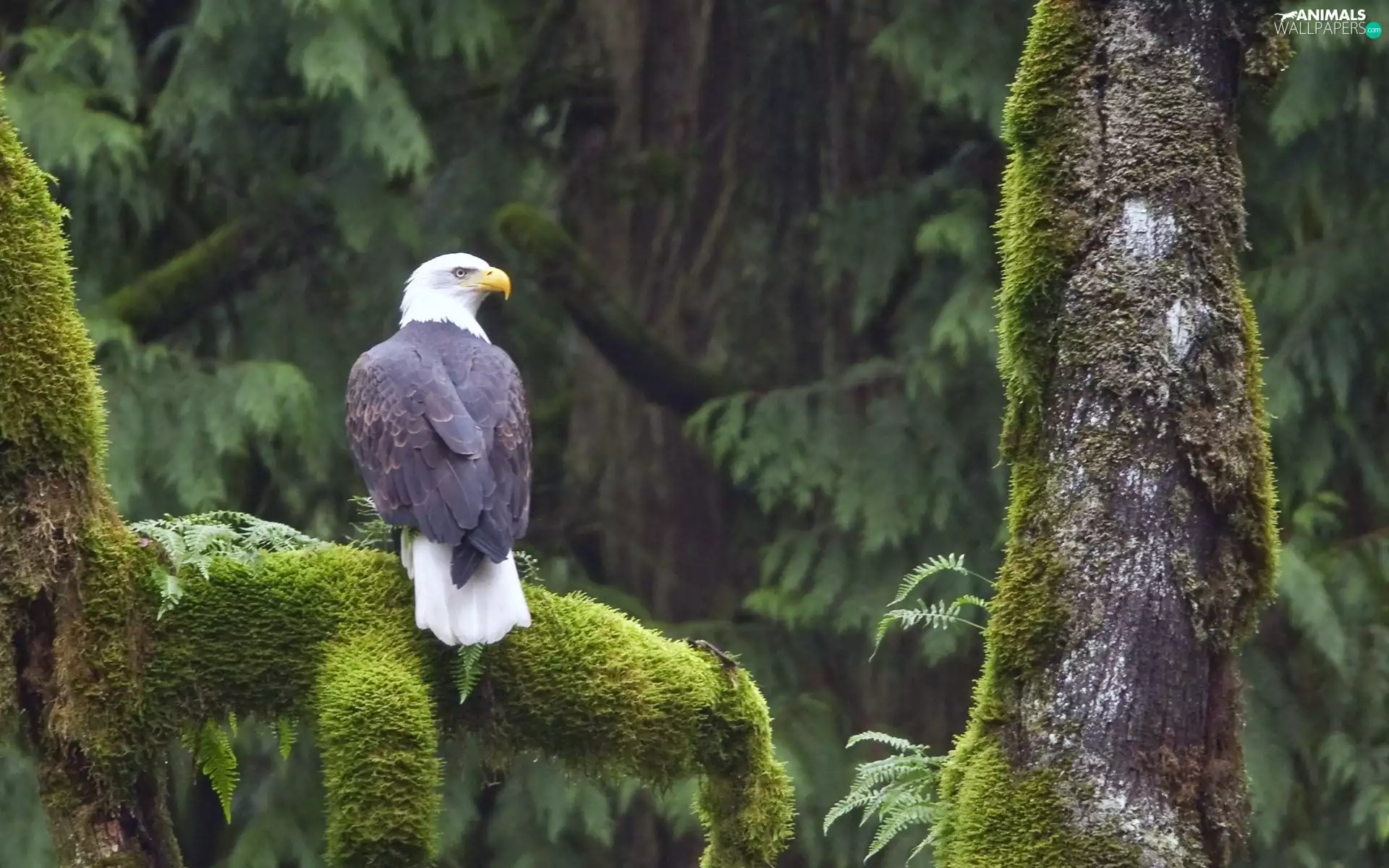 trees, mosses, American Bald Eagle, viewes