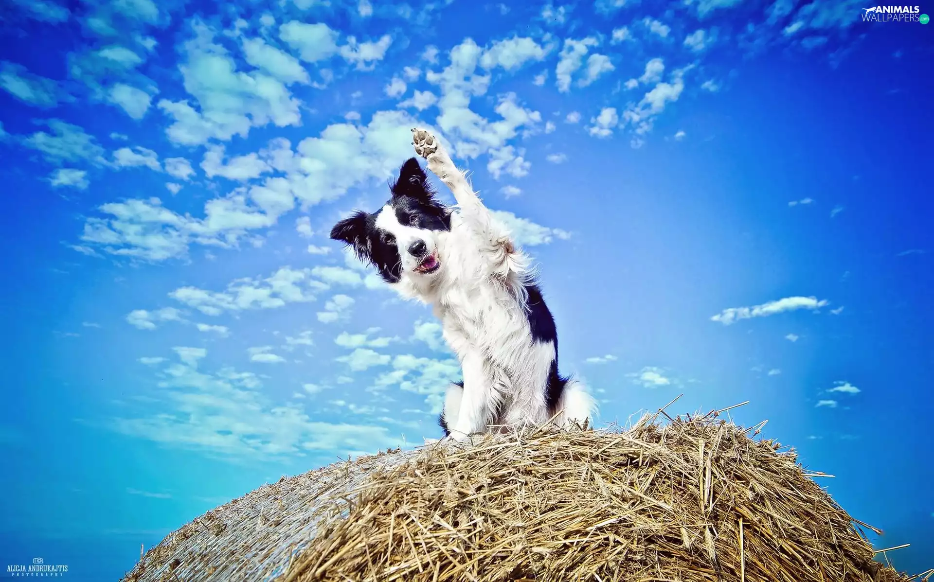 paw, dog, Hay, Bale, Sky, Border Collie