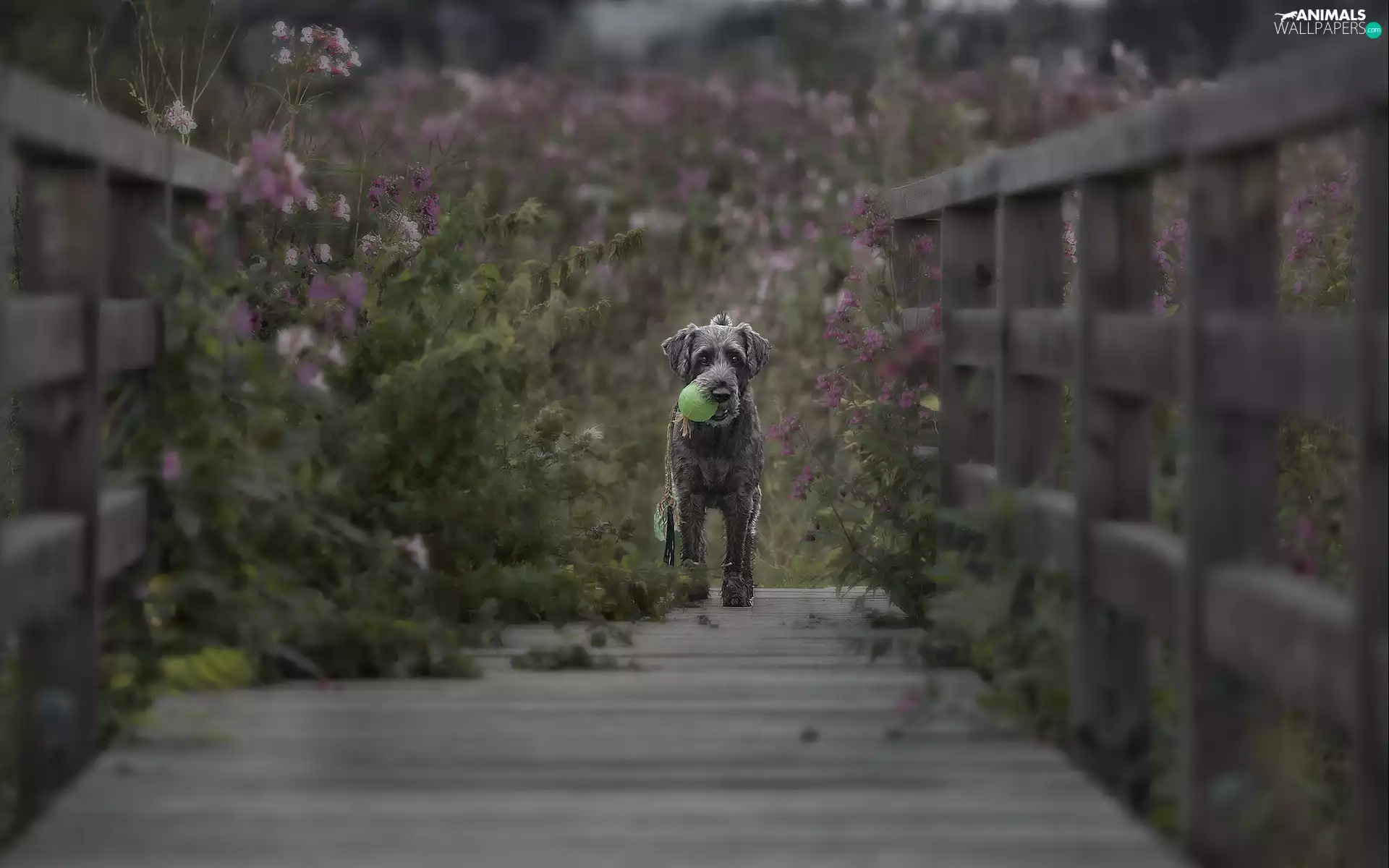 Plants, Flowers, the ball, bridges, dog