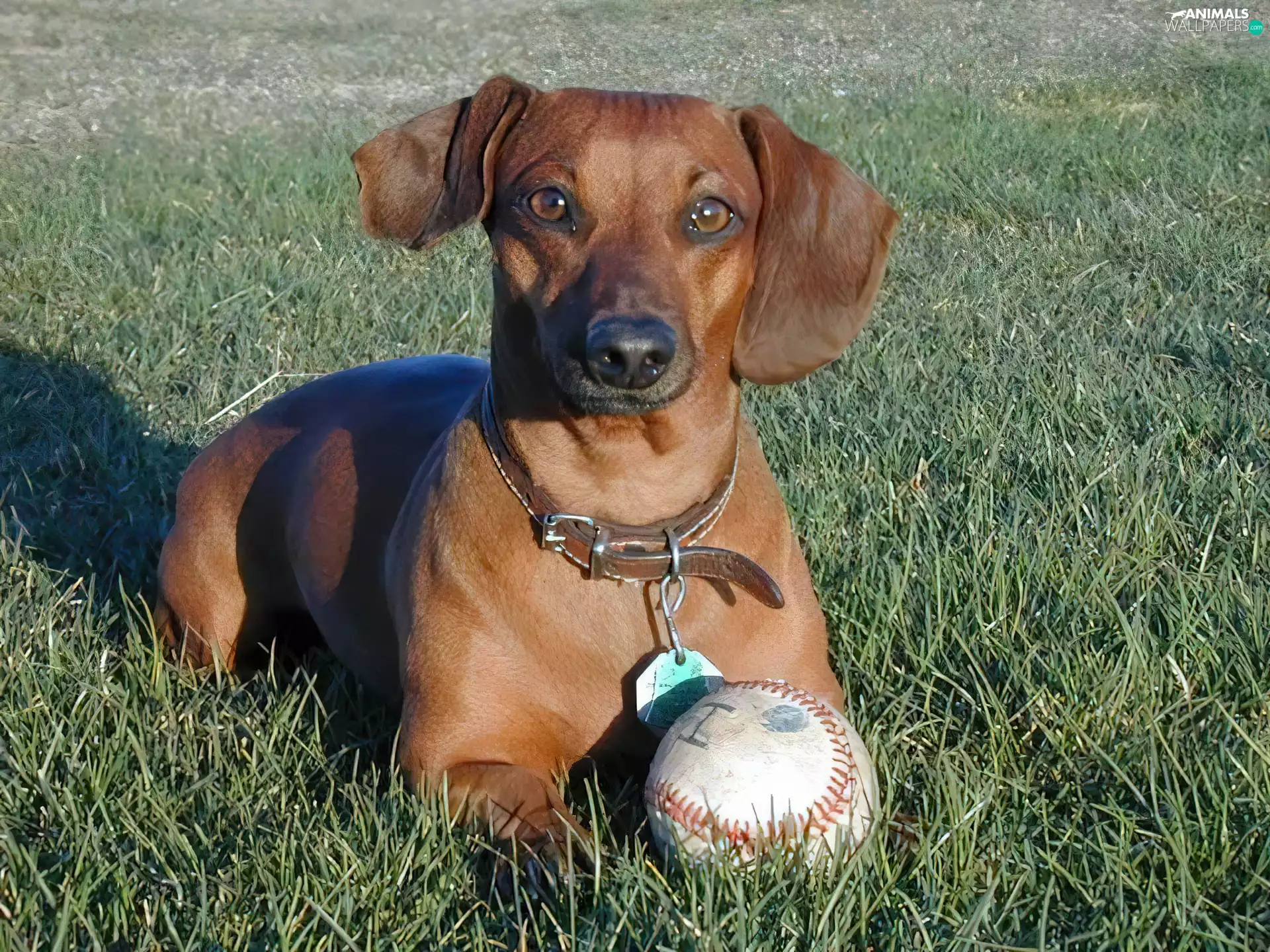 Ball, dog, grass