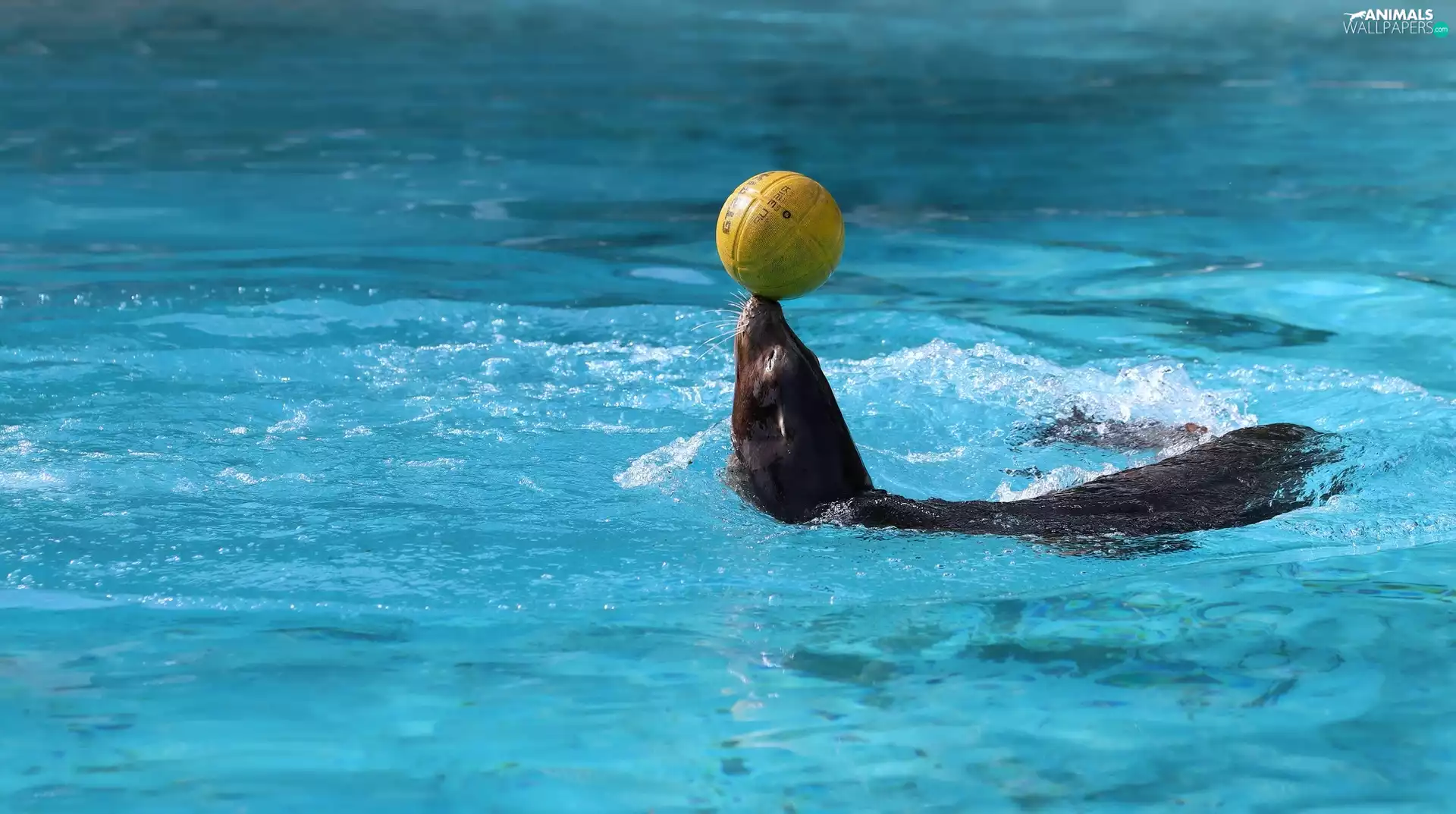 seal, Pool, water, Ball