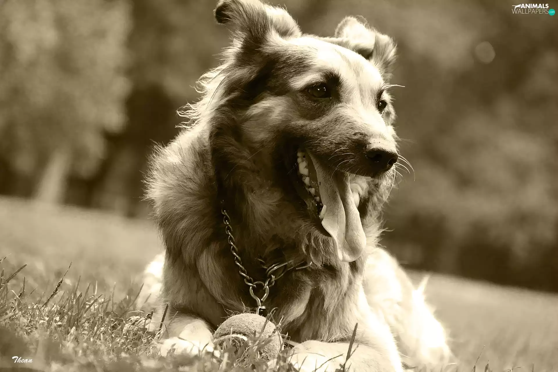 sepia, dog, the ball