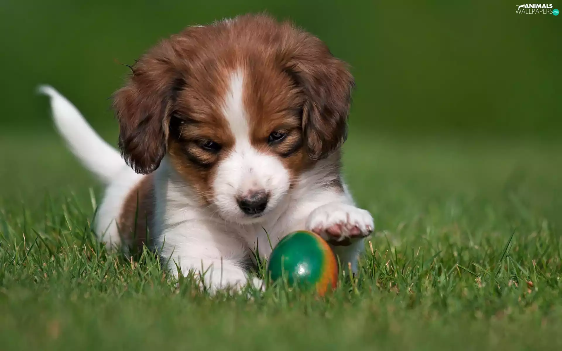 doggy, Ball, the ball, Puppy
