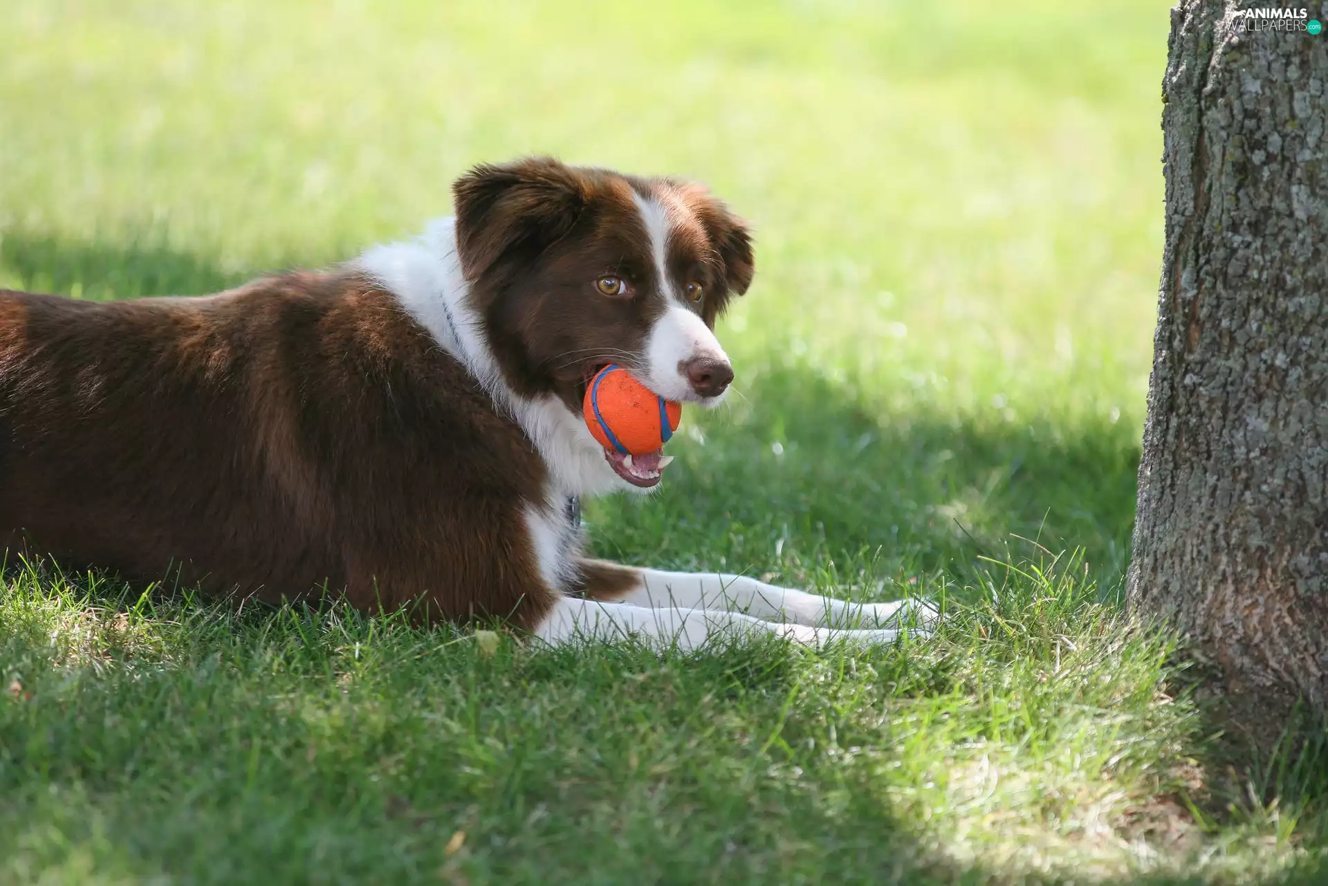 grass, trees, the ball, Meadow, Border Collie