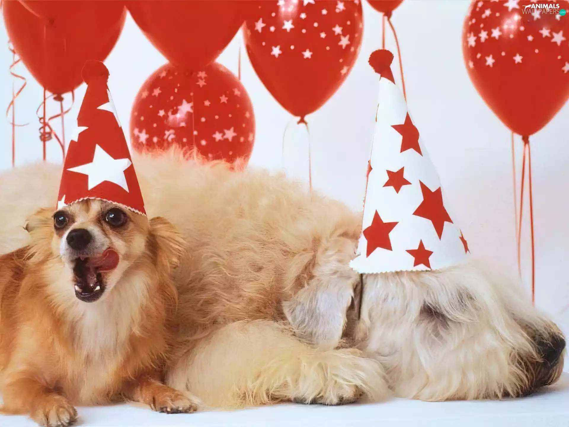 Balloons, Dogs, Red