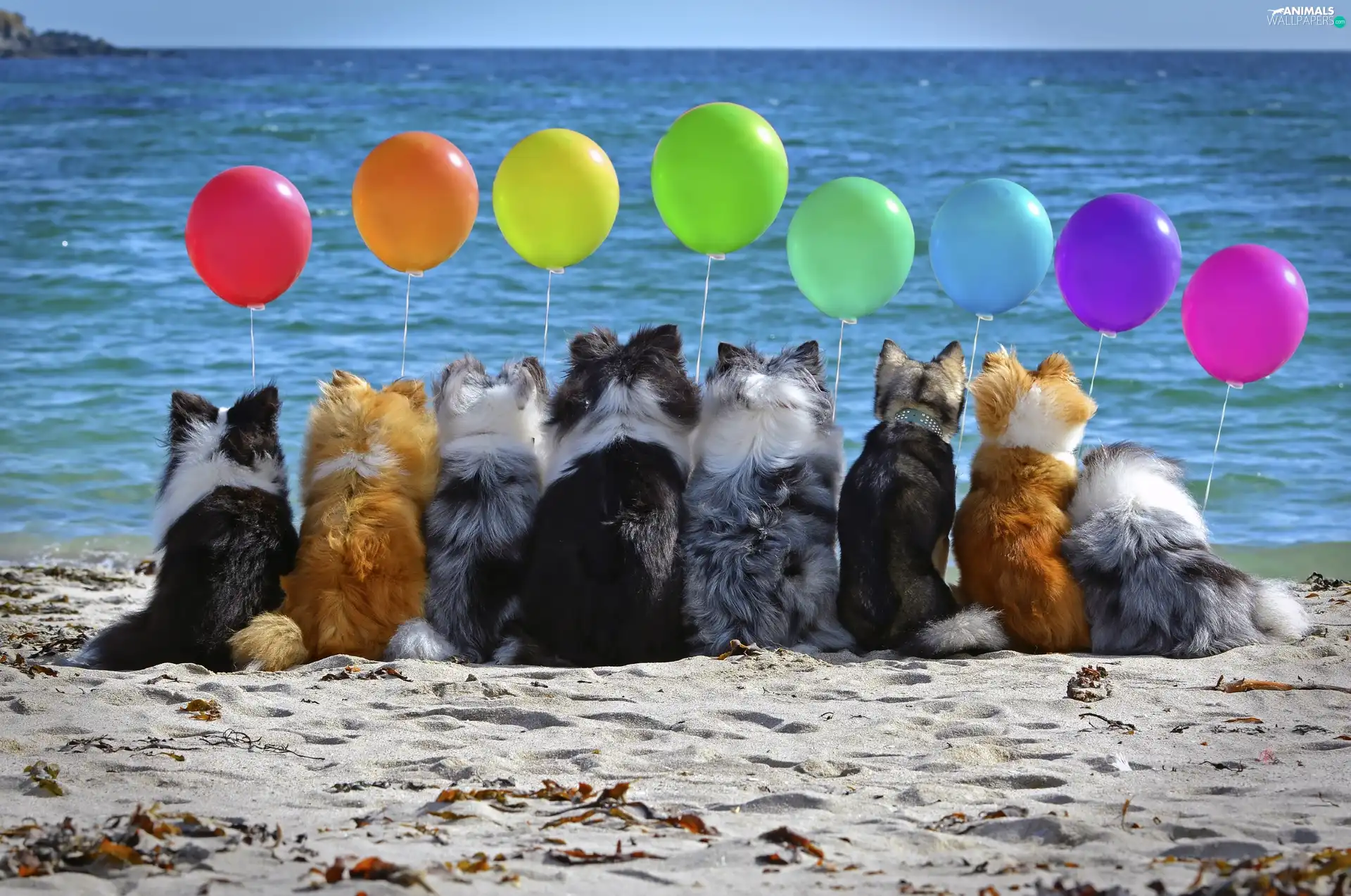 balloons, Dogs, sea