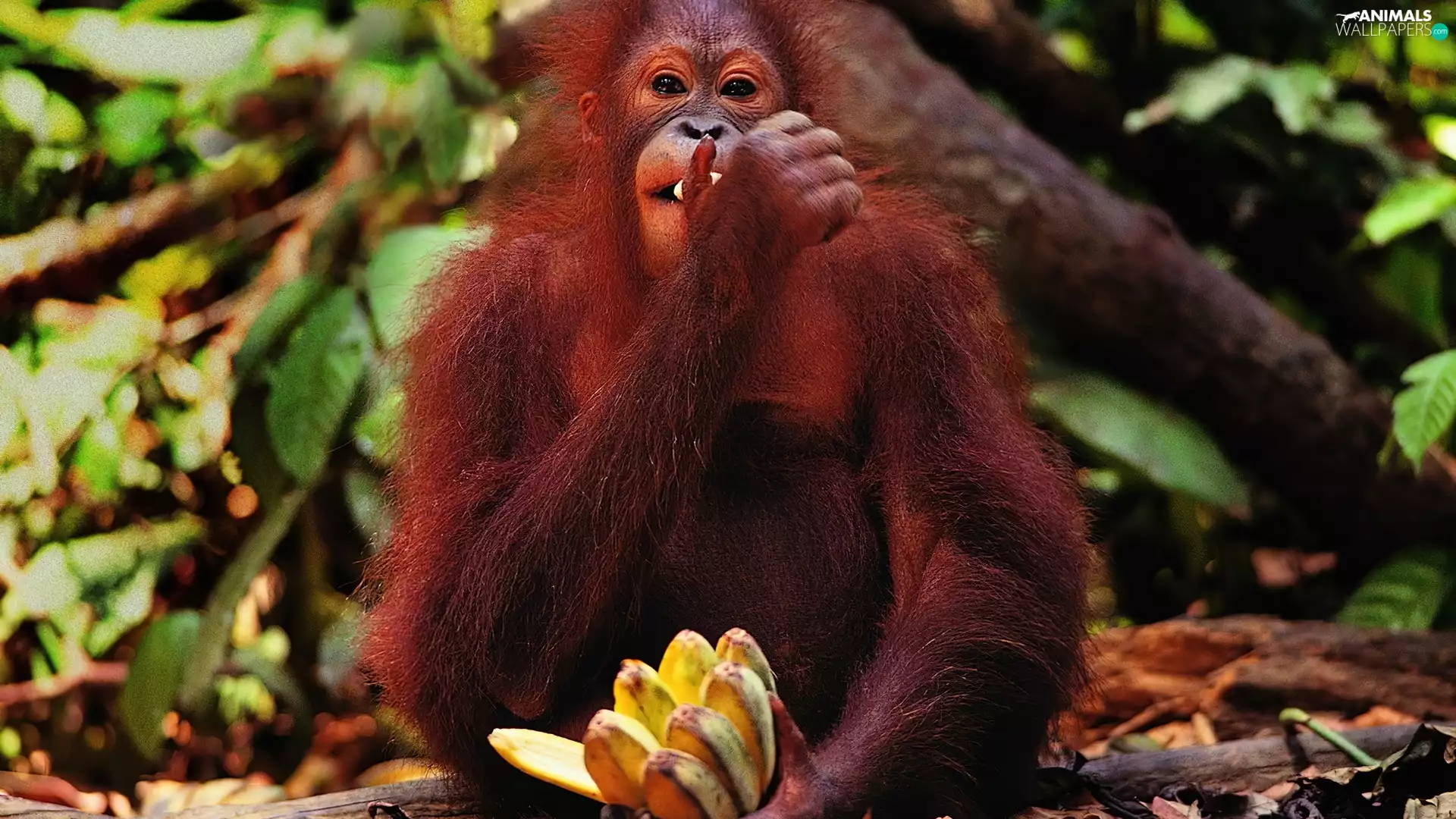 bananas, Monkey, orangutan