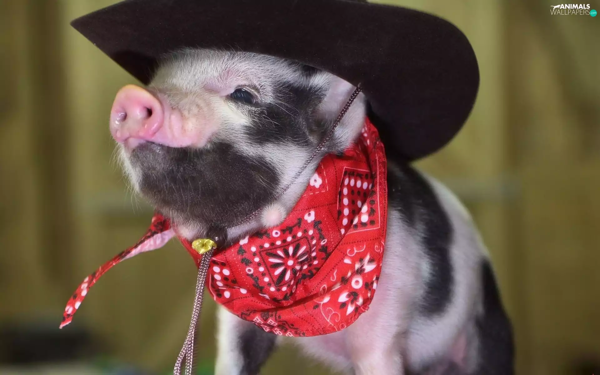 Red Bandana, guinea pig, Hat