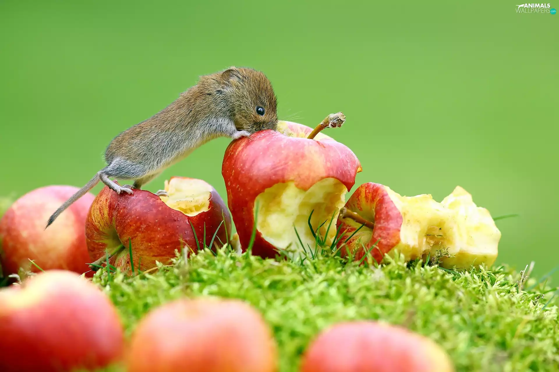Bank Vole, apples