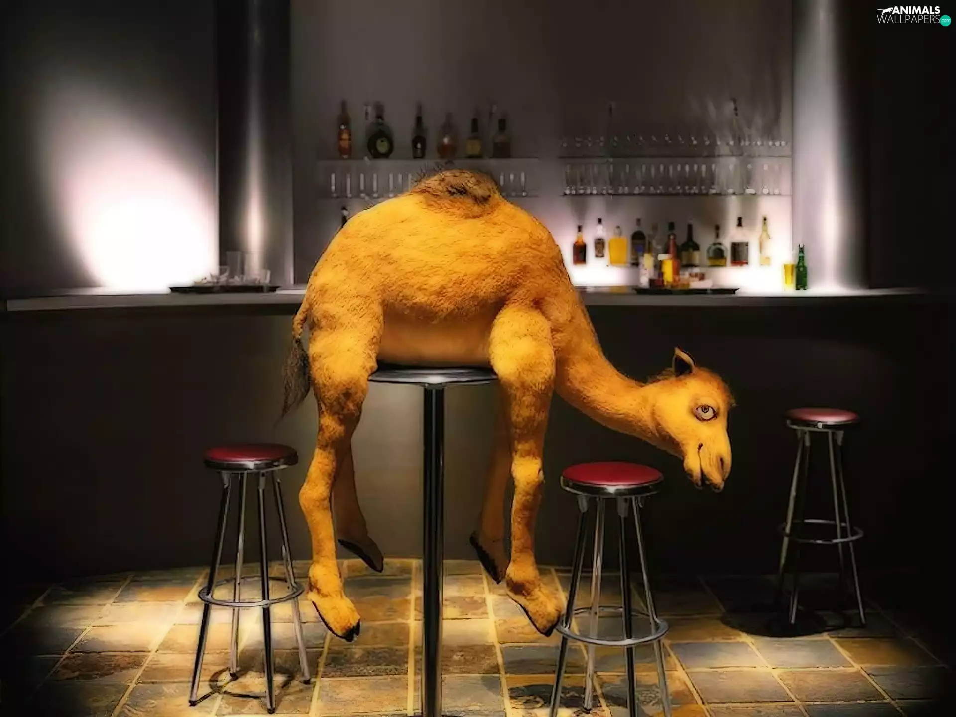Bar, drunk, Camel
