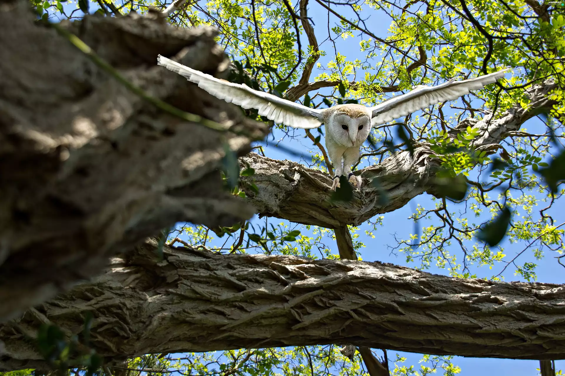 owl, trees, branches, Barn