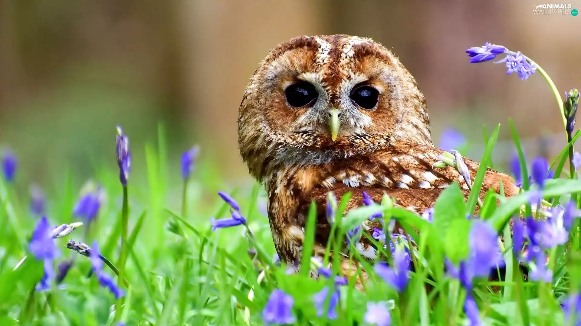 owl, purple, Flowers, Barn