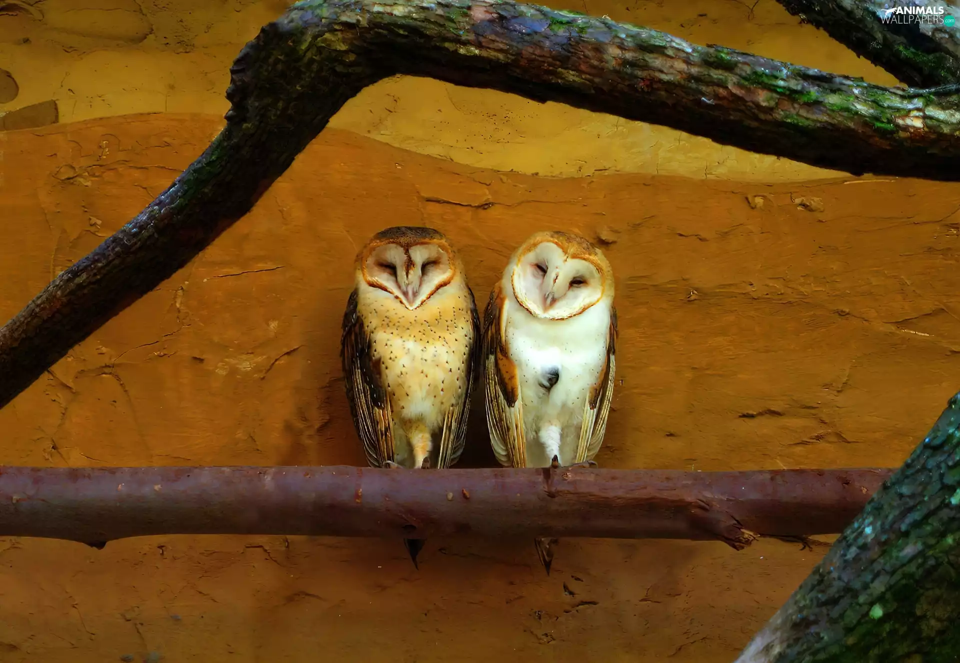 Two, barn Owl, branch, Owls