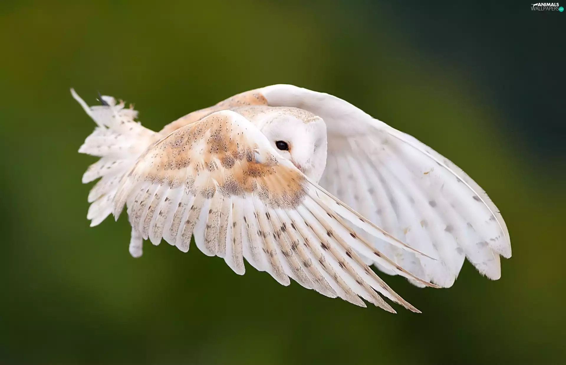 owl, flight, wings, Barn
