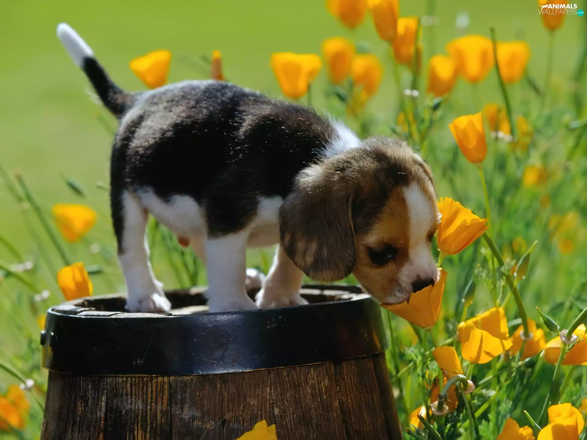 barrel, Puppy, Beagle