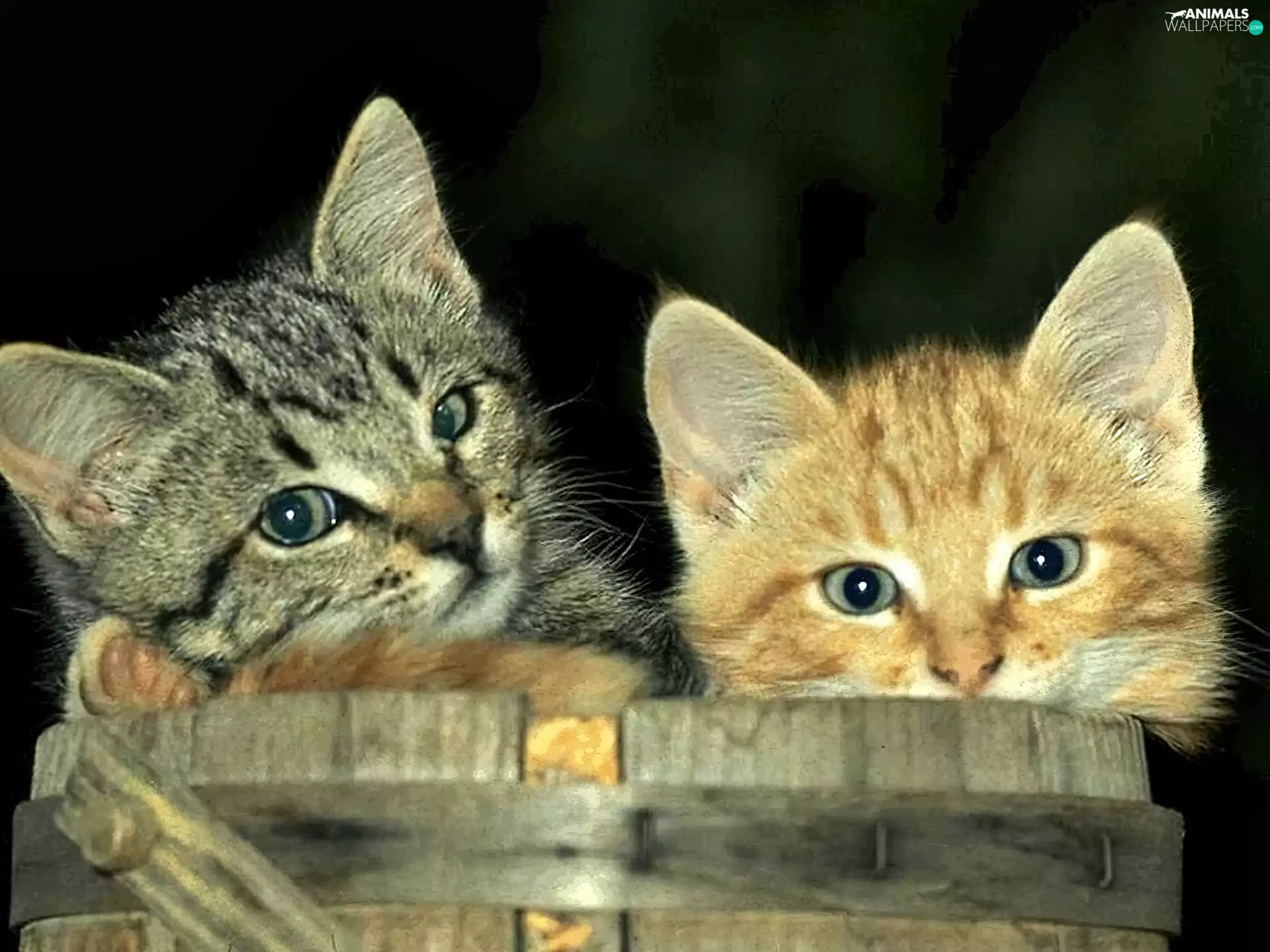 barrel, cats
