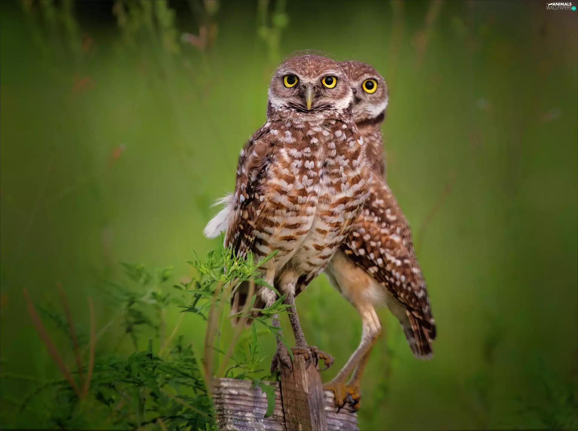Meadow, Little Owl, bars