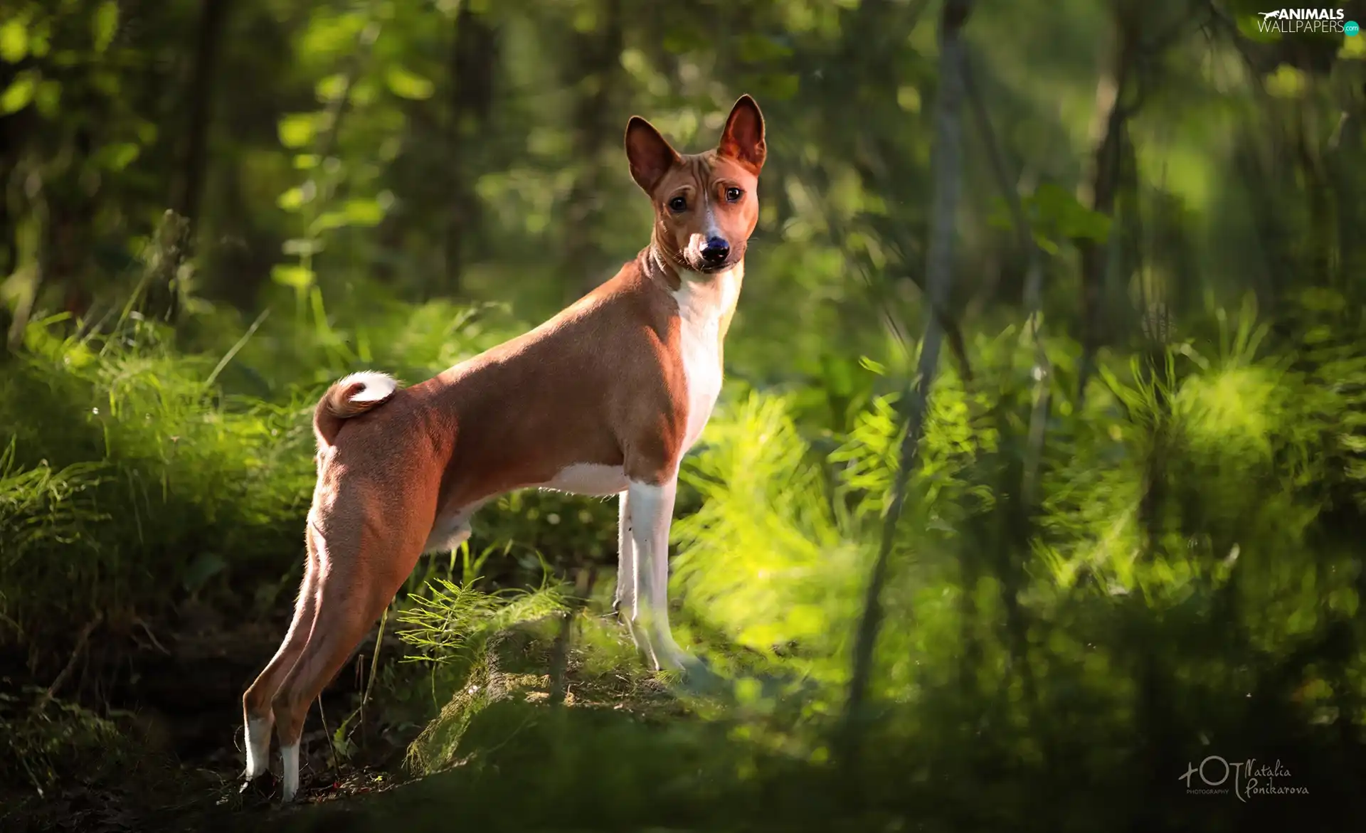 dog, Stone, forest, Basenji