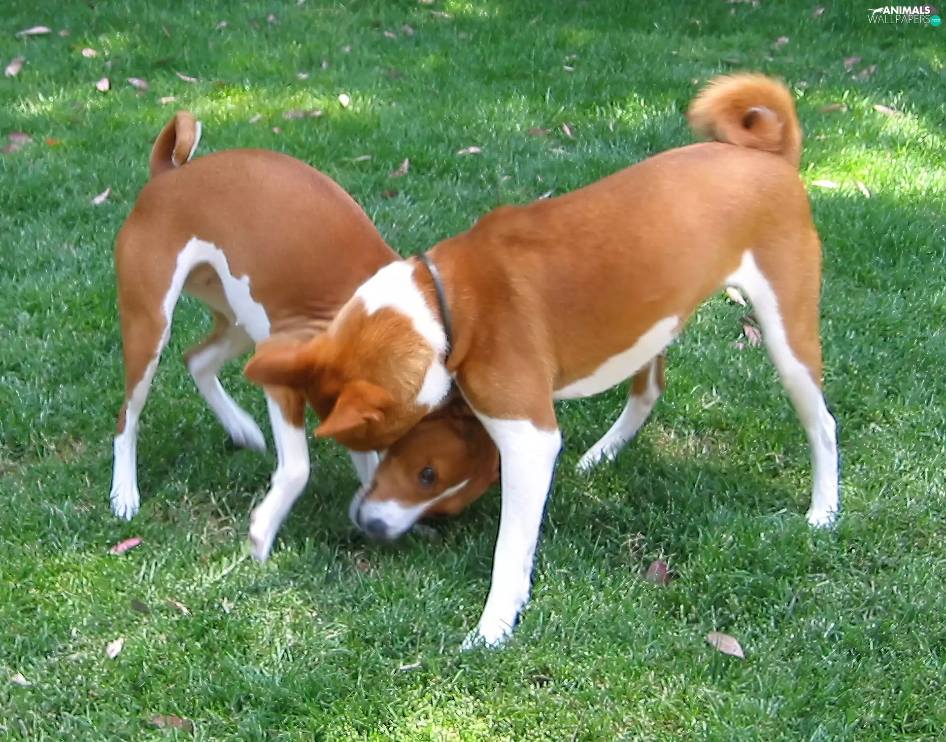 grass, Two cars, Basenji