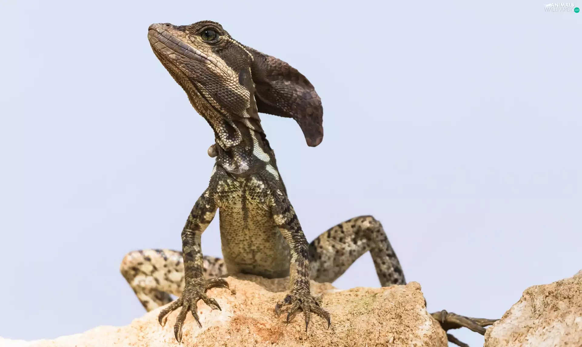 rocks, Common Basilisk, Basiliscus