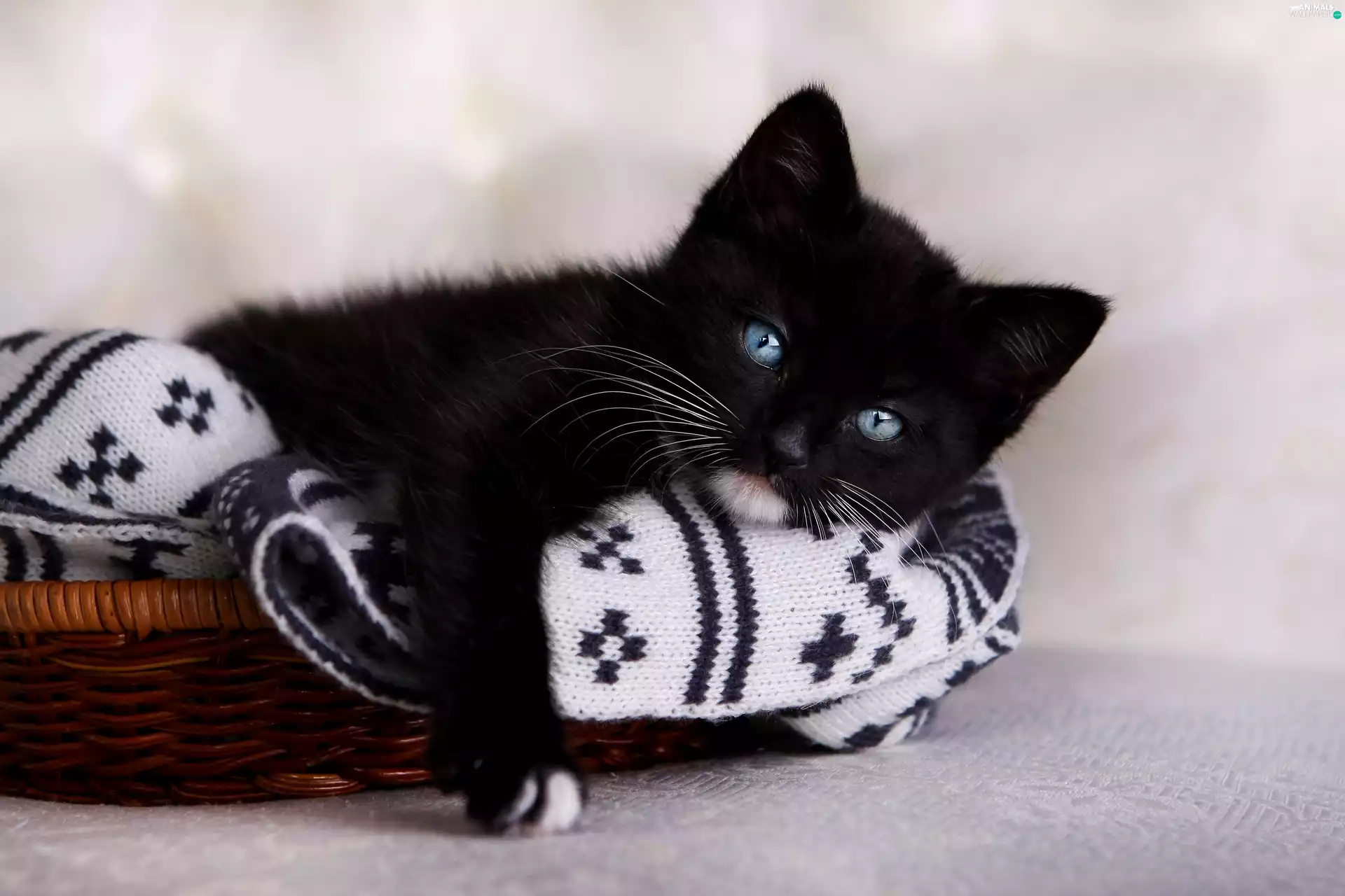 Blanket, basket, Black, kitten, honeyed