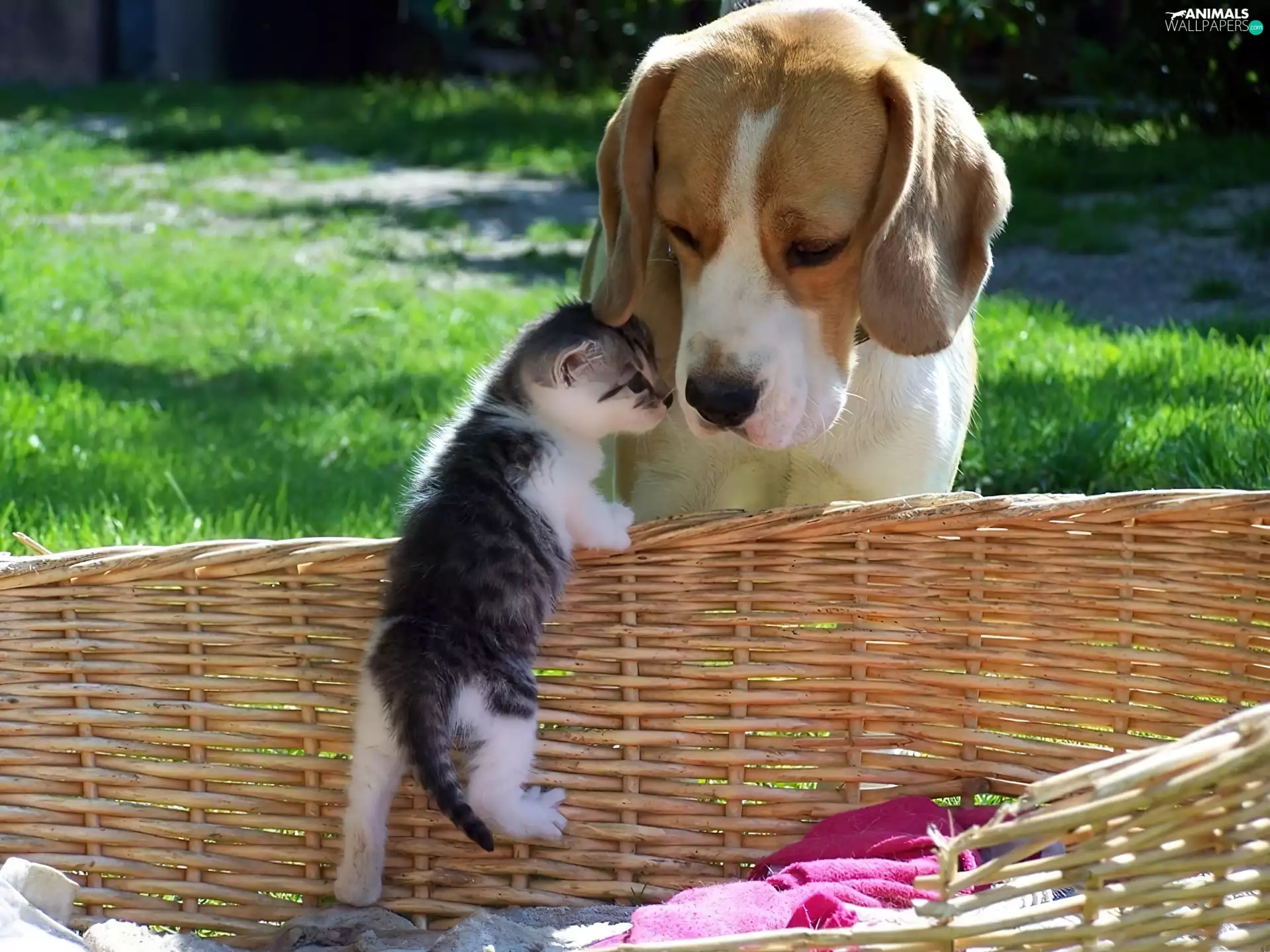 basket, dog, cat