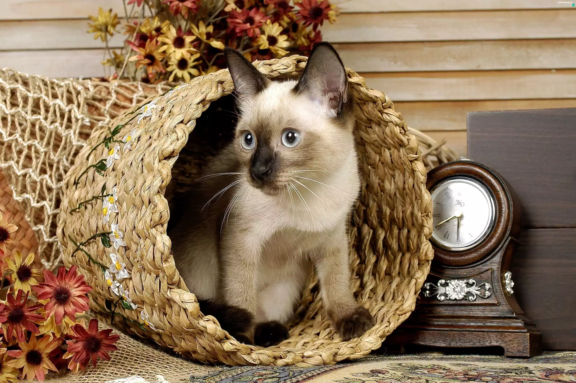 cat, Clock, Flowers, basket