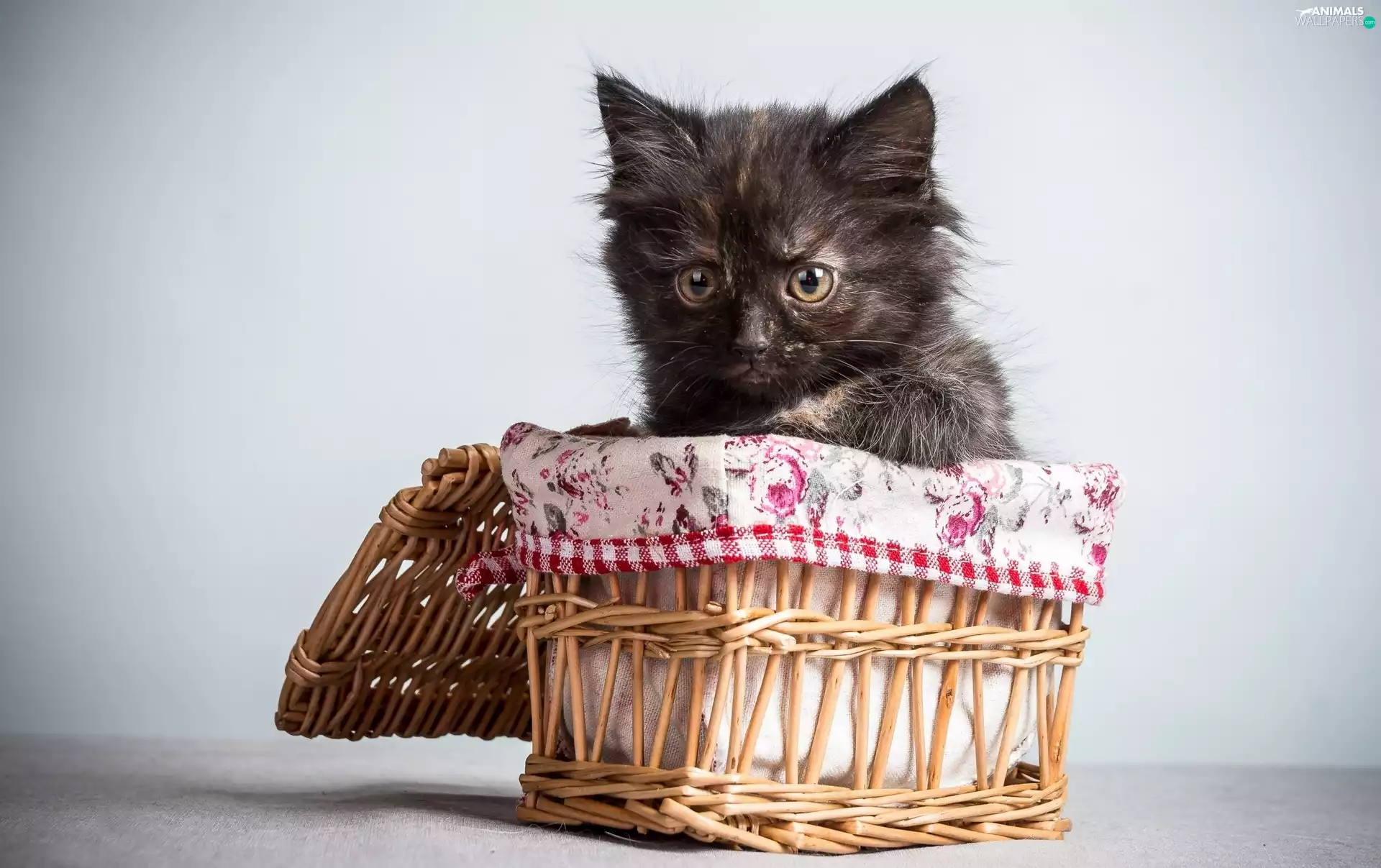 basket, Little, cat
