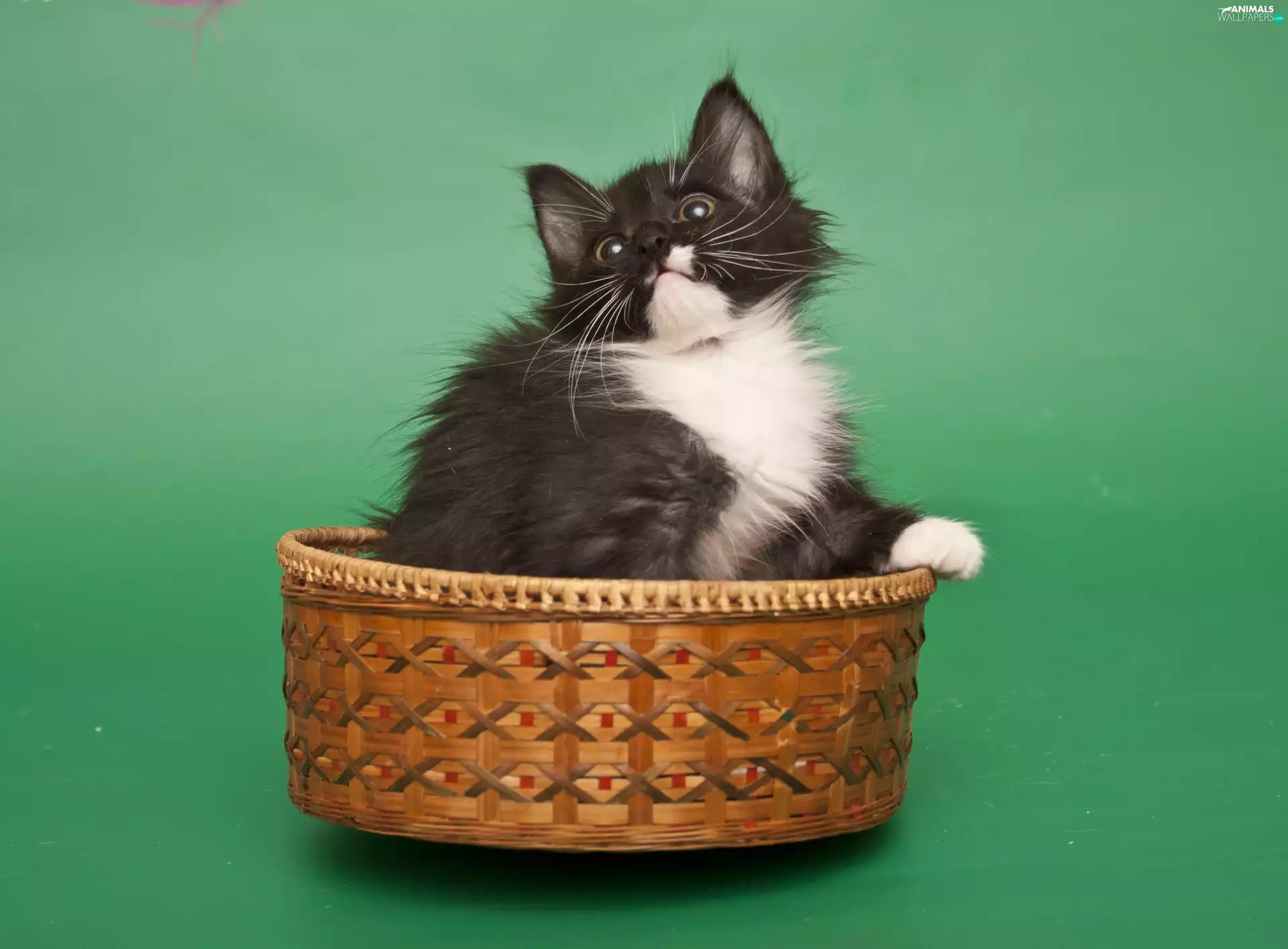 basket, cat