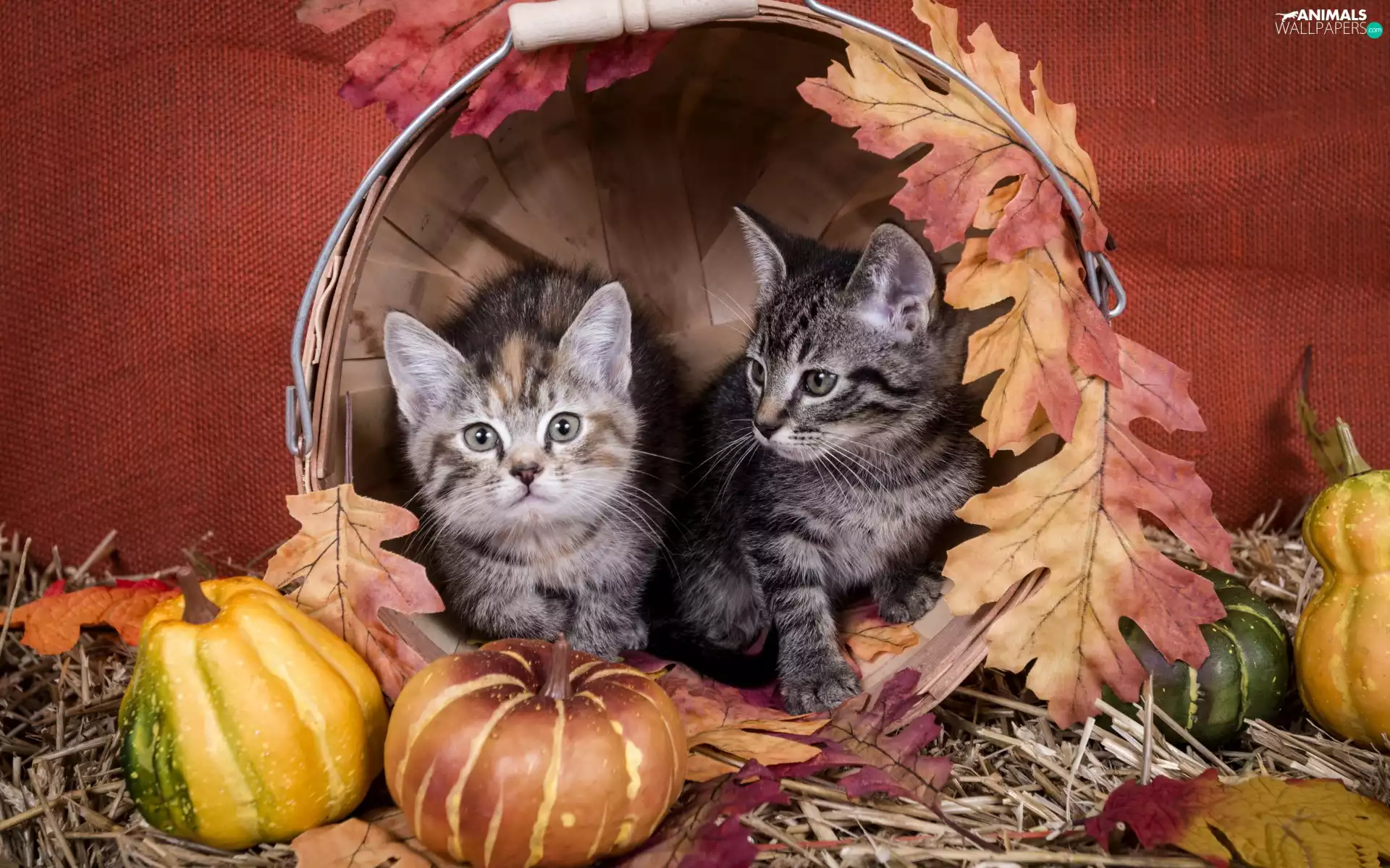 cats, pumpkin, Leaf, basket