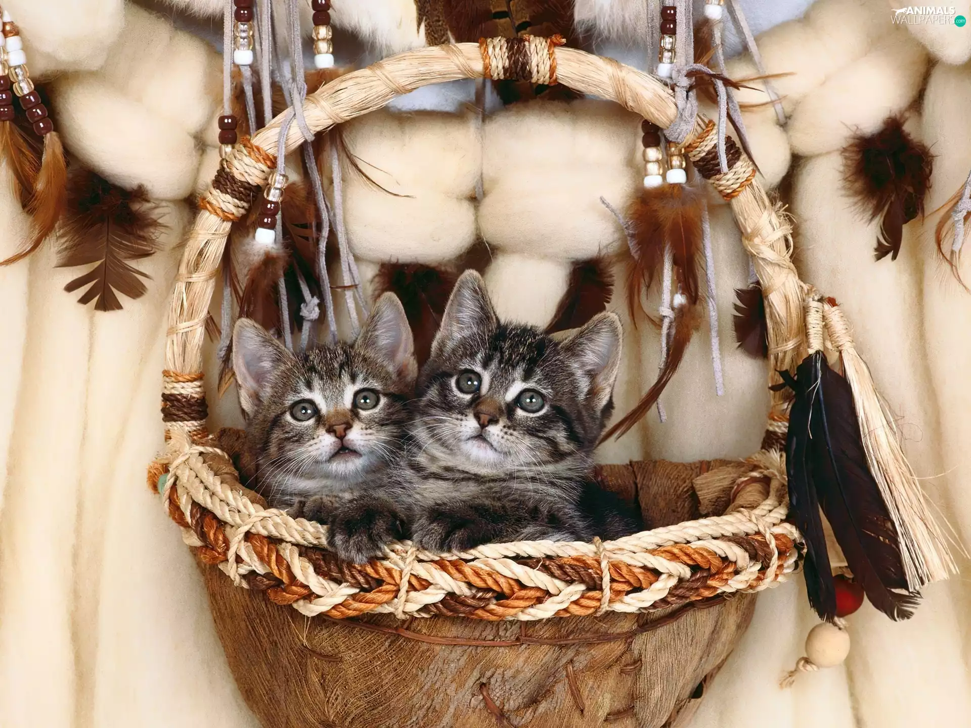 Cats in the basket
