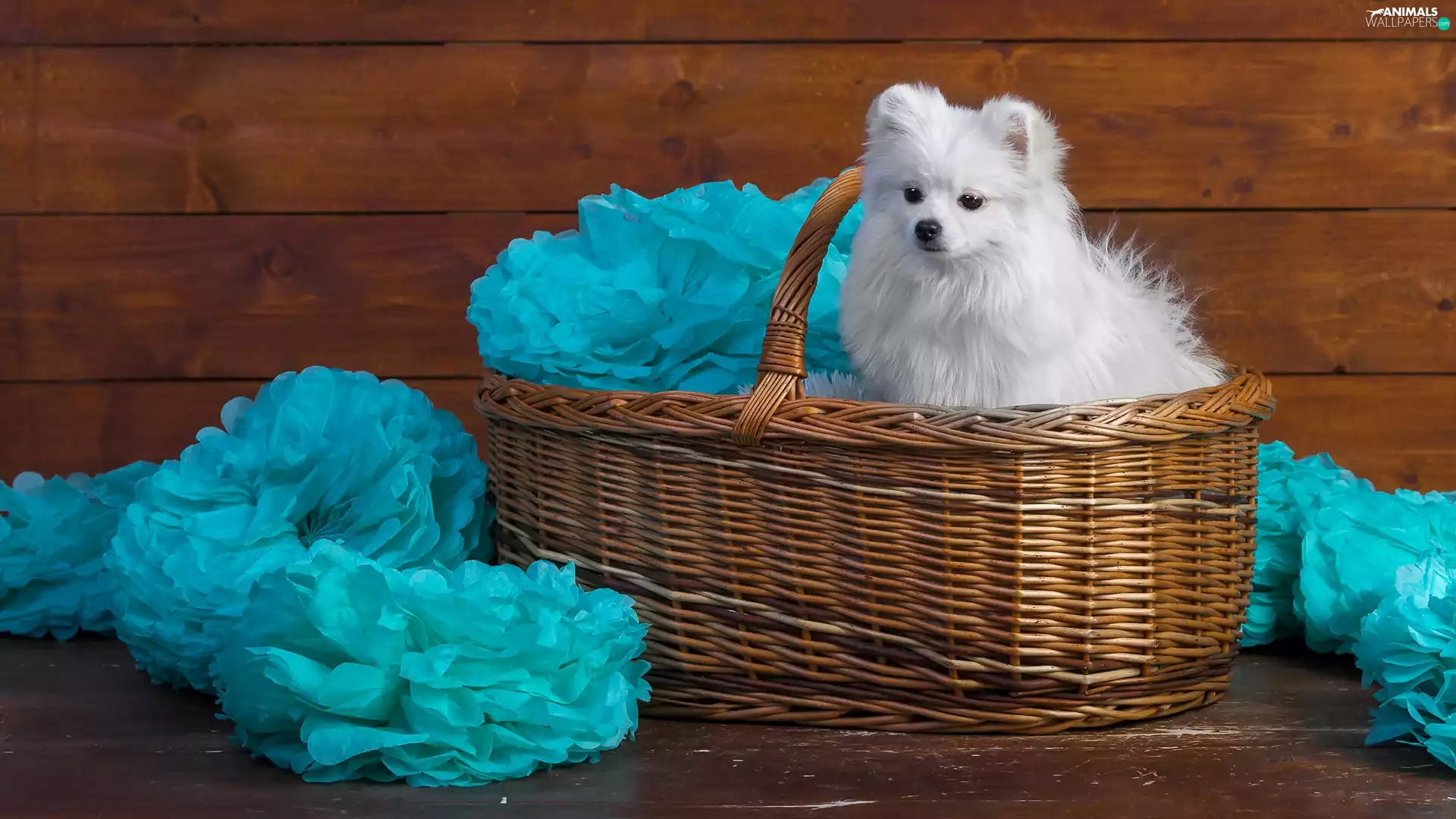decoration, Toy Spitz, basket