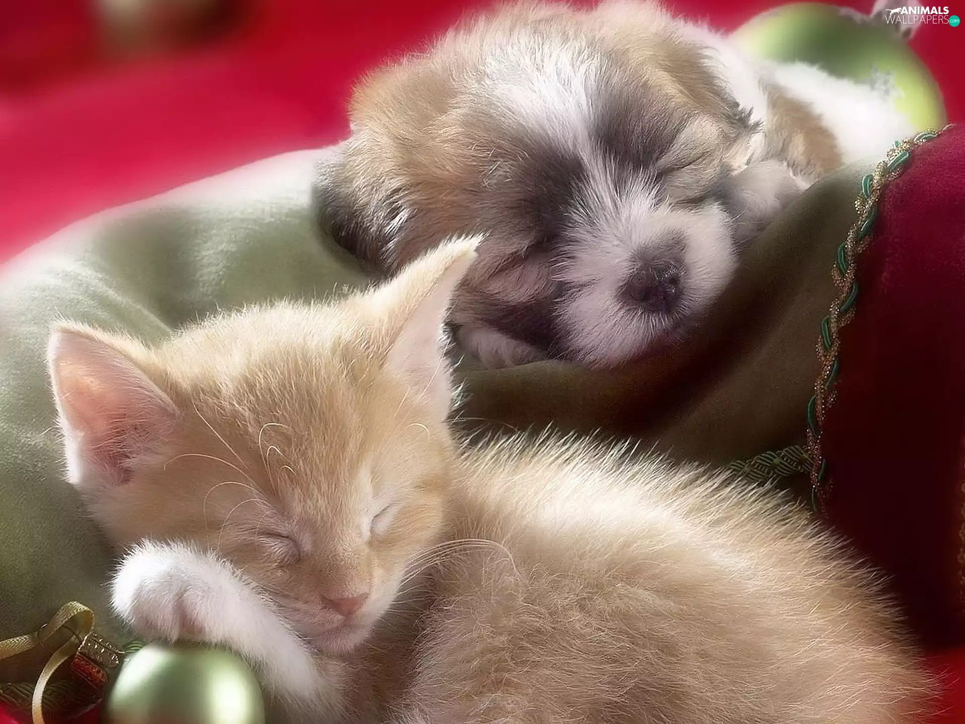 basket, kitten, doggy