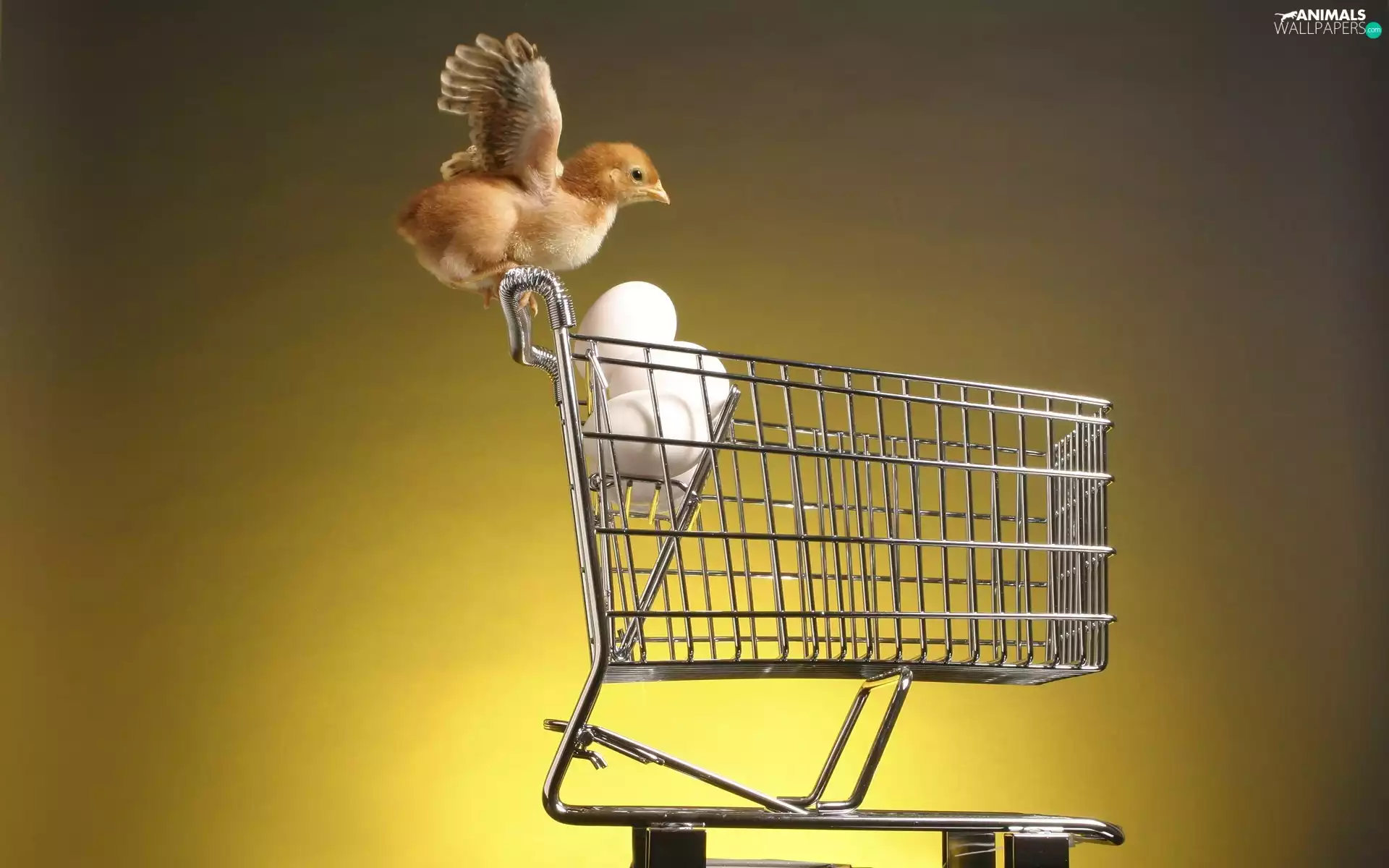 basket, chicken, eggs